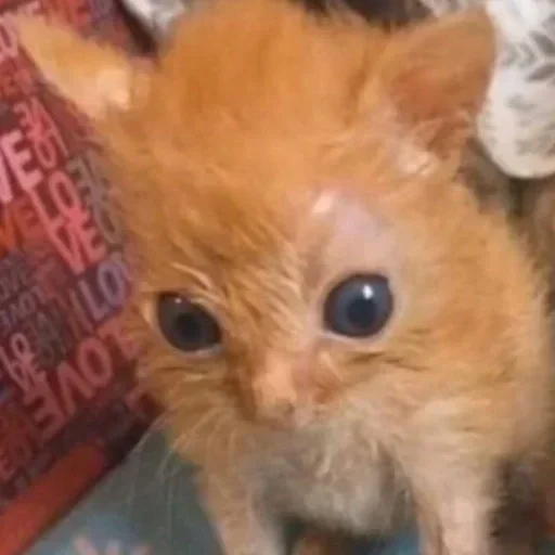 Sticker ytRFcblQaBS_by_stickers_stealer_bot - 1