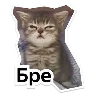 Стикер Y Team Усељење - 3