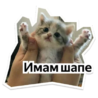 Стикер Y Team Усељење - 8