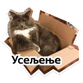 Стикер Y Team Усељење - 1