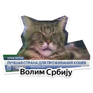 Стикер Y Team Усељење - 0