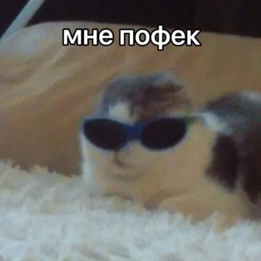 Стикер miu :: @fStikBot - 8