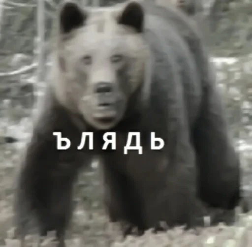 animal mammal bear