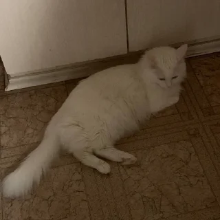 Стикер yunhoe - 1