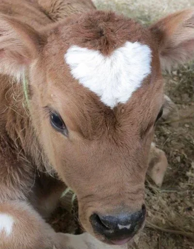 Sticker Люблю 💗 (Created By: @StikerProBot) - 10