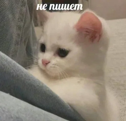 Sticker zEjALVG_by_achestickbot - 1