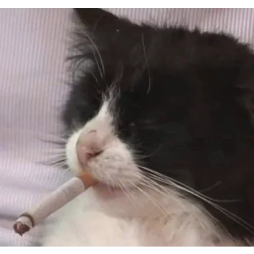 Sticker zEppkWMHCXfdugig_by_stickers_stealer_bot - 1