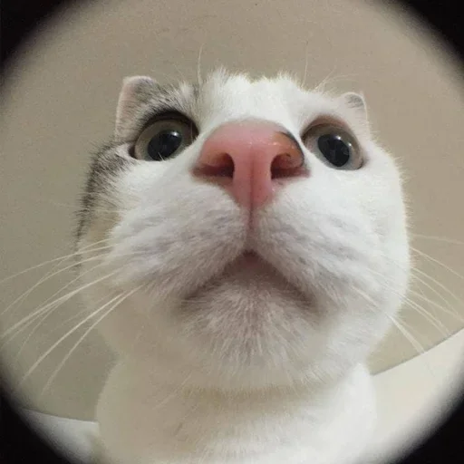 Sticker zEppkWMHCXfdugig_by_stickers_stealer_bot - 1