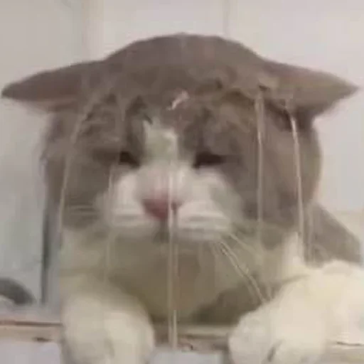 Sticker zEppkWMHCXfdugig_by_stickers_stealer_bot - 1