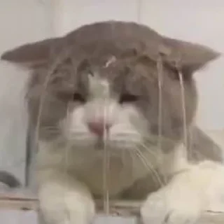 Стикер Больше стикеров: @sticerru - 0