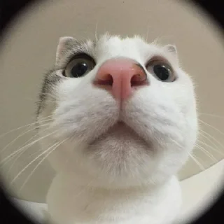 Стикер Больше стикеров: @sticerru - 2