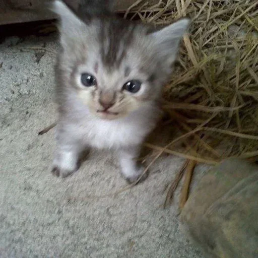 Sticker zMZHzpN_by_achestickbot - 1