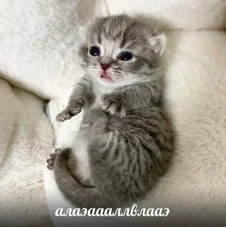 Стикер Лучьше стикеры - @lovesticers - 5