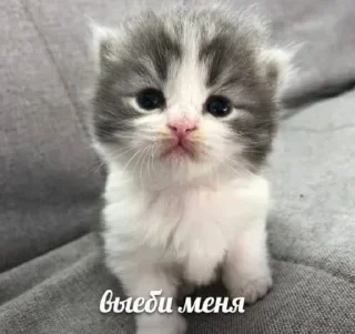 Стикер Лучьше стикеры - @lovesticers - 11