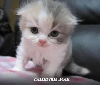 Стикер Лучьше стикеры - @lovesticers - 3