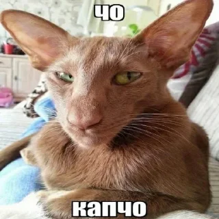 Стикер Больше стикеров 👉🏻 @stickertg4 - 10