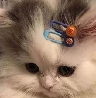 Стикер Больше стиков тут: @stikiin - 1