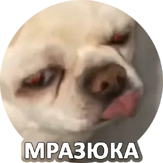 Sticker За мат извени👉 @pornostikerys 🔞 - 1