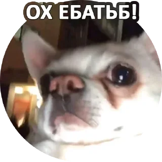 Sticker За мат извени👉 @pornostikerys 🔞 - 0