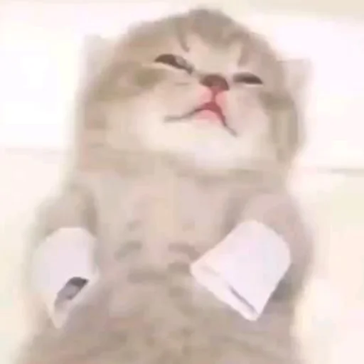 Sticker zaaebalyyy pack - 11