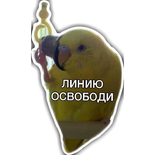 animal parrot yellow