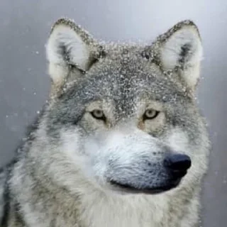 Sticker Забить - 3