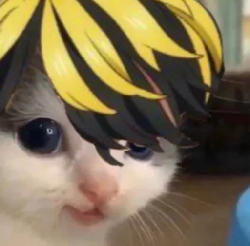 животное кошки малого и среднего размера кошачьи