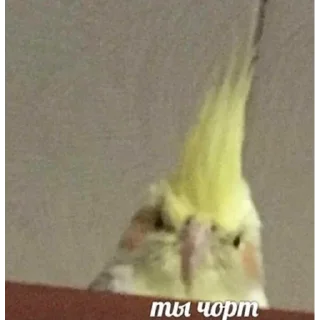 Стикер та я не знаю… - 10