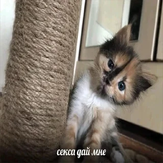 Sticker LuvZahvat4ik - 5