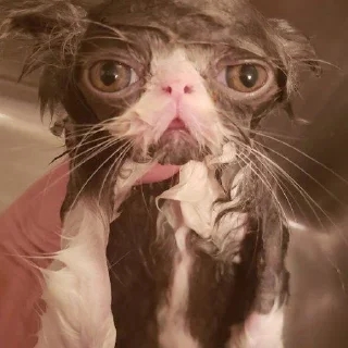 Стикер котики - 6