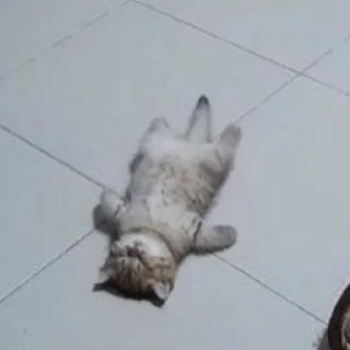 Стикер котики - 7