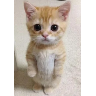 Стикер котики - 1