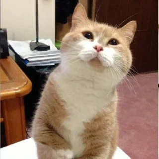 Стикер котики - 11