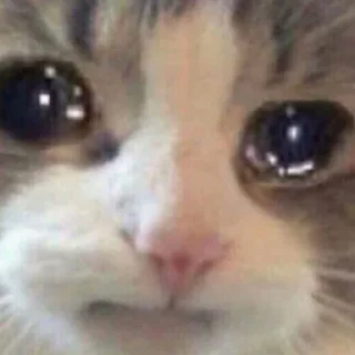 Стикер котики - 5