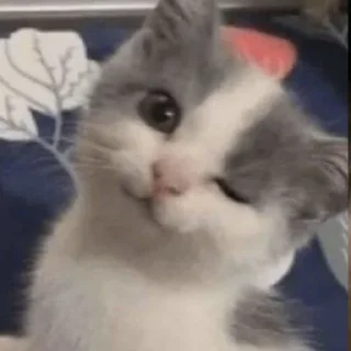 Стикер котики - 9