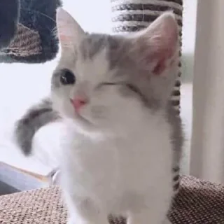 Стикер котики - 8