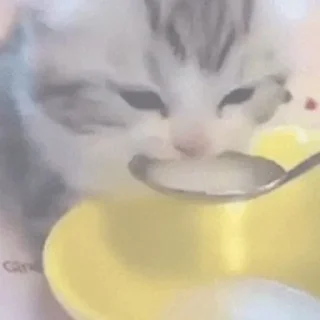 Стикер котики - 2