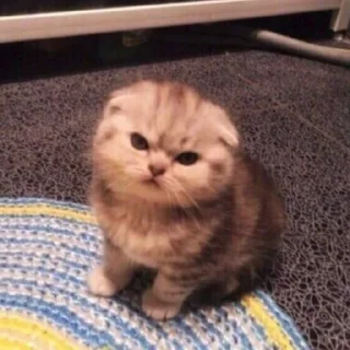 Стикер котики - 4