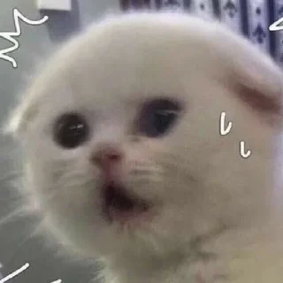 Стикер котики - 0