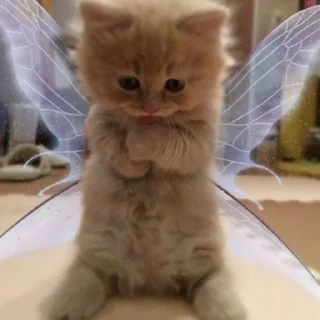 Стикер котики - 10