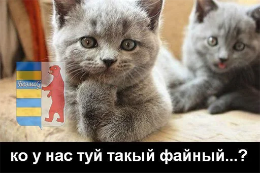 Sticker закарпаття стікер пак - 0