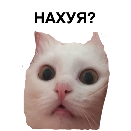 Стикер zalupa_kitty - 1