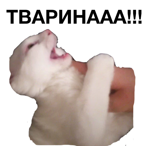 Sticker zalupa_kitty - 1