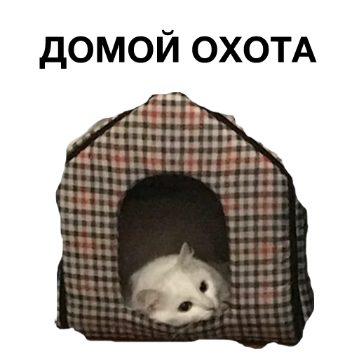 Стикер zalupa_kitty - 1