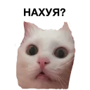 Стикер zalupa_kitty - 9