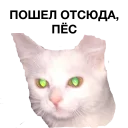 Стикер zalupa_kitty - 1