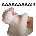 Стикер zalupa_kitty - 3