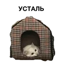 Стикер zalupa_kitty - 6