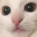 Стикер zalupa_kitty - 11