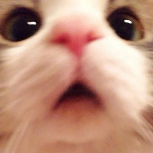 Sticker zalupaboi - 1